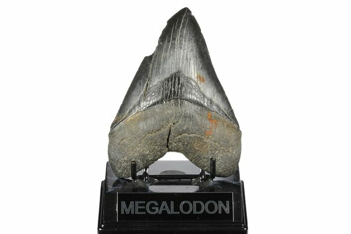 Fossil Megalodon Tooth - South Carolina #170326